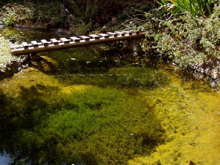 Il Laghetto del Centro di Entomologia - Piombino (LI)